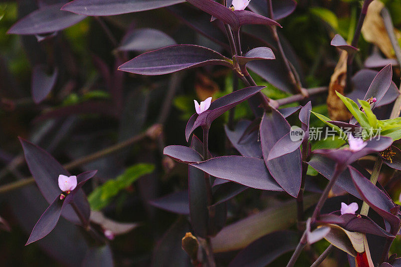 紫隐(Tradescantia pallida)属紫罗兰叶植物，花色为淡紫色